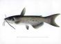 THE SPOTTED CATFISH