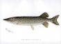 THE PIKE