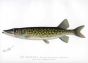 THE PICKEREL Massachusetts - PIKE