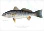 THE WEAK-FISH