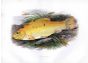 THE GOLDEN TENCH print