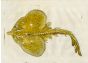 ALDROVANDI - THE THORNBACK RAY woodcut fish print 1638 (Ray clauatae/clavata)