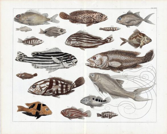 SEBA - SQUIRREL FISH, SEA BREAM, THREADFIN, STRIPED SWEETLIPS, SNAPPER tropical fish print - extremely rare original hand colouring