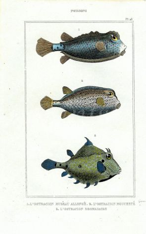 LACÉPÈDE NOSE, SEA CAMEL, TABBY CHEST PUFFERFISH print
