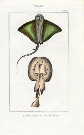 LACÉPÈDE EAGLE & TORPEDO RAY print
