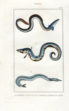 LACÉPÈDE COMMON EEL GONGER EEL print
