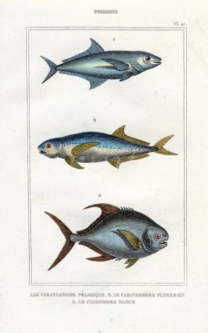 LACÉPÈDE TREVALLY print