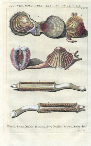 DEZALLIER - CONCHOLOGY: PL.6 MARINE BIVALVES - SCALLOPS, COCKLES, RAZOR CLAMS shell print