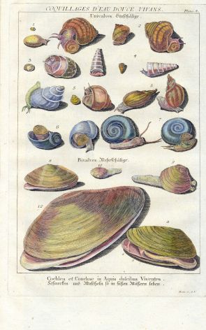 DEZALLIER - CONCHOLOGY: PL. 8  - GASTROPODS & BIVALVES,  FRESHWATER SNAILS & SHELLS print