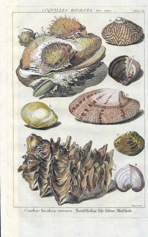 DEZALLIER - CONCHOLOGY: PL.12  TRUE & THORNY OYSTERS shell print