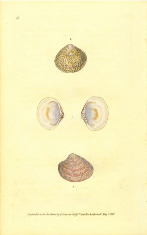 DONOVAN - CONCHOLOGY - TUZER'S PENCILLED JAPAN VENUS & HUMPHREY'S VENUS shell print 1822 - 1827