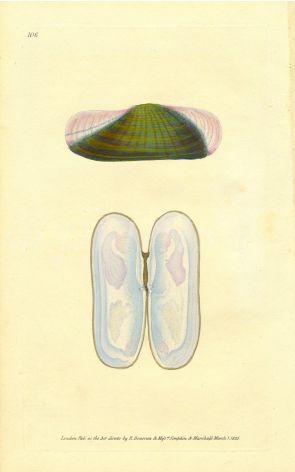 DONOVAN - CONCHOLOGY - BRASSEY-GREEN SOLEN shell print 1822 - 1827