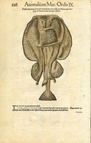 CONRAD GESNER -  ELECTRIC TORPEDO RAY FISH PRINT WOODCUT 1560