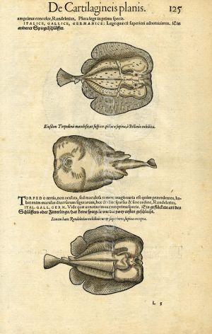 CONRAD GESNER - VERSO - TORPEDO RAYS FISH PRINT WOODCUTS 1560 