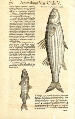 CONRAD GESNER -  STRIPED MULLET FISH PRINT WOODCUT 1560