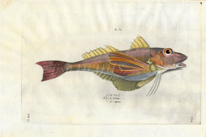 SALVIANI - THE GURNARD fish print (Coruus) 1554