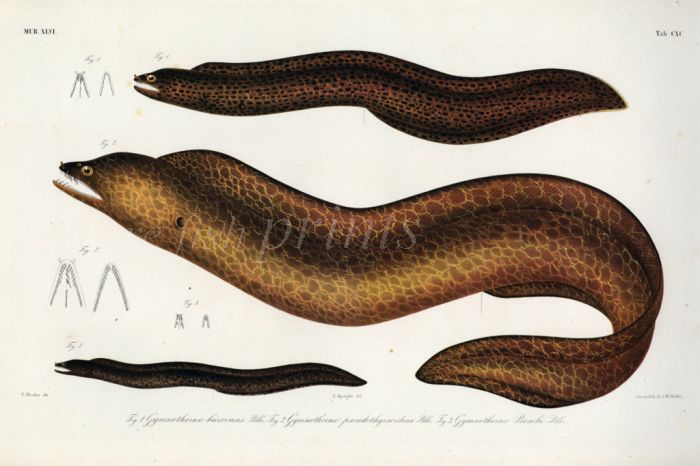 GYMNOTHORAX - BUROENSIS, PSEUDOTHYRSOIDEUS, BOSCHI - THE LATTICETAIL, HIGHFIN & SNOWFLAKE MORAY EEL print