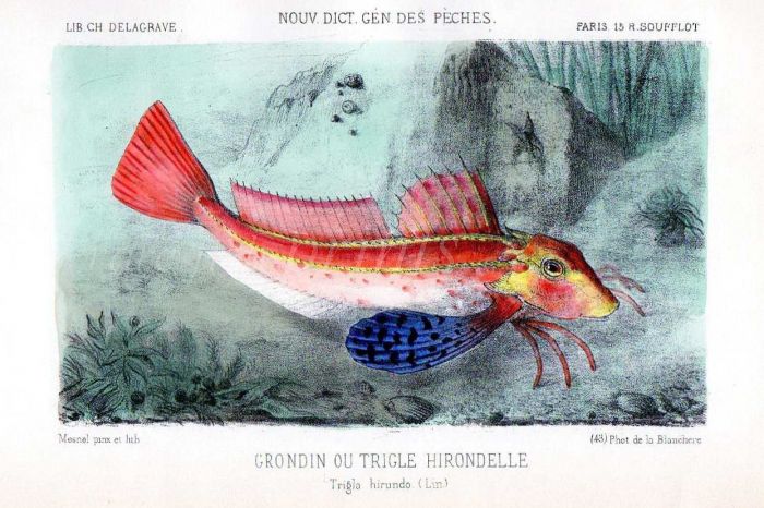 THE TUB GURNARD