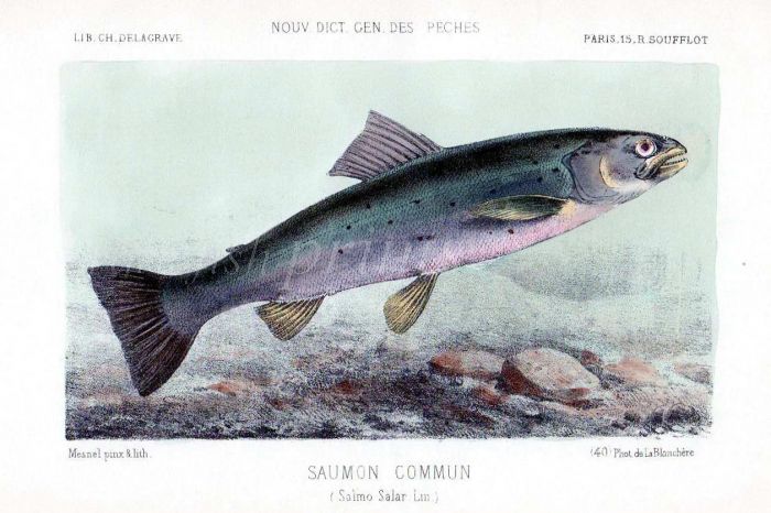 THE ATLANTIC SALMON