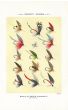 ORVIS - TROUT FLIES plate (R) fishing print