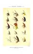ORVIS - TROUT FLIES plate (O) fishing print