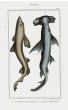 LACÉPÈDE TOPE & HAMMERHEAD SHARK print