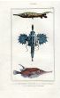 LACÉPÈDE SNIPE, SEA DRAGON, KNIFEFISH print