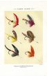 ORVIS - LAKE FLIES plate (I) fishing print