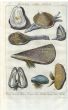 DEZALLIER - CONCHOLOGY: PL. 5 - BIVALVES - OYSTER, PEN, MUSSEL shell print