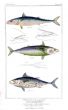THE MACKEREL & TUNNY print