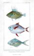 THE  JOHN DORY, MOONFISH & POMPET print