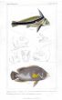 THE RIBBON FISH & TRIPLETAIL print