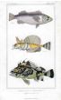 DUSKY ROCKFISH, SCULPIN, PORKEY print