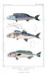 THE SPANISH MACKEREL print