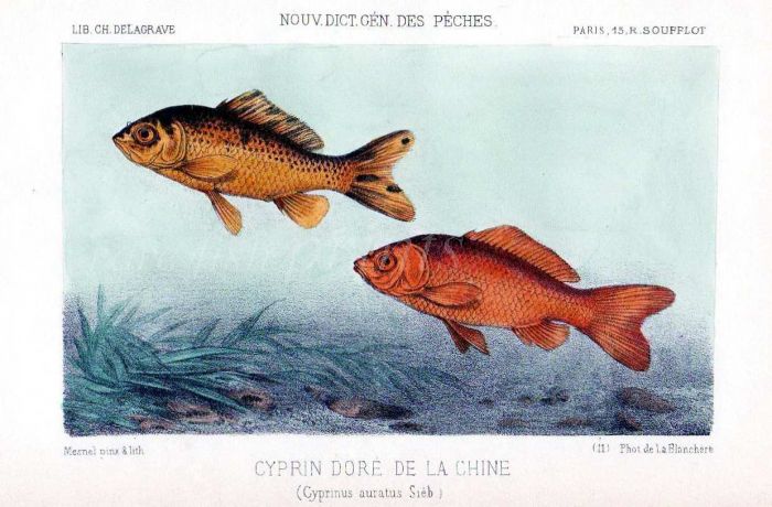 THE GOLDFISH