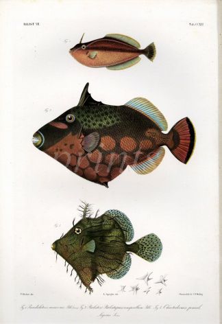 THE RHINO LEATHERJACKET, PRICKLY LEATHERJACKET & FILEFISH print (Pseudaluteres, Balistes, Chaetodermis)