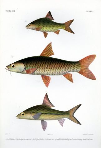 THE ANGULAR LALAWAK, SLENDER CARP print (Puntius, Leptobarbus) 