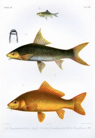 THE CUVIER'S LAMBA, SYTHE-FIN,  YELLOW-FINNED CARP print (Dangila, Lobocheilos, Carpio) print