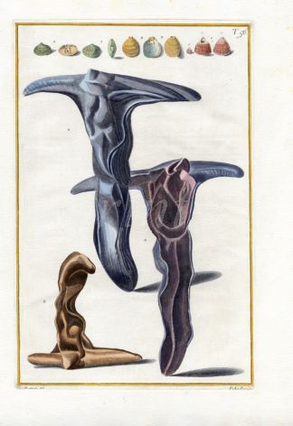 GUALTIERI - CONCHOLOGY: CONCHA LONGA BRACHIATA & CONCHA SUBROTUNDA SHELL print 1742