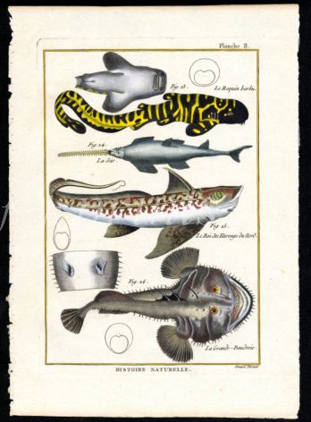 LEOPARD SHARK, SAWFISH, CHIMAERA & MONKFISH print