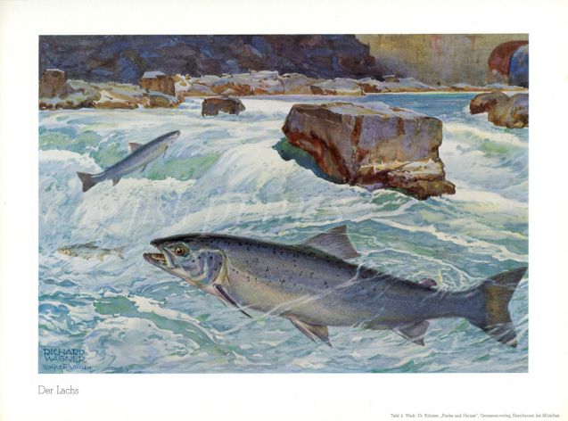 WAGNER - THE ATLANTIC SALMON print
