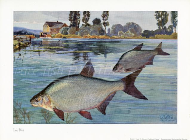 WAGNER - THE SILVER BREAM print