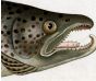 THE MALE ATLANTIC SALMON Bloch fish print  1758 - (Salamo Salar Mas)