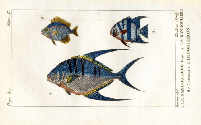 BLUE BANDOLIER & STRIPED ANGELFISH print