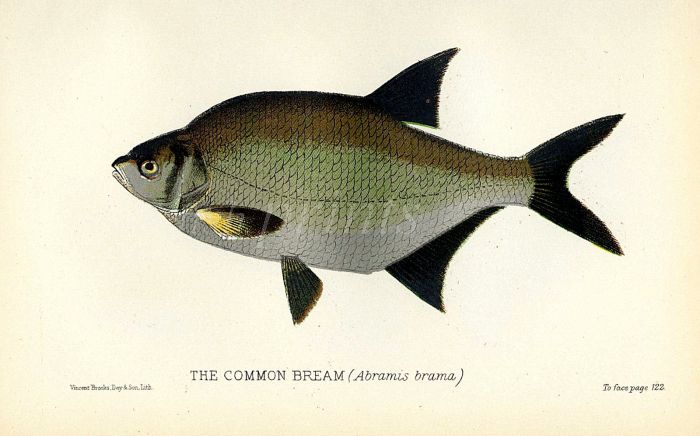 THE COMMON BREAM print (Abramis brama)
