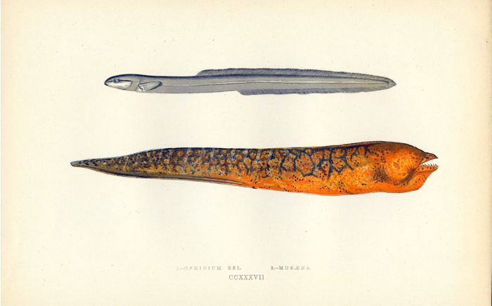 THE OPHIDIUM CUSK EEL & MORAY EEL fish print