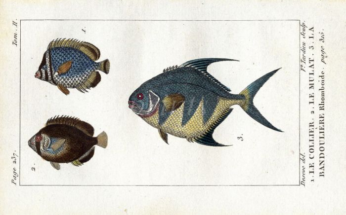 BANDOLIER RHOMBOIDE & ANGELFISH OF CURACAO print