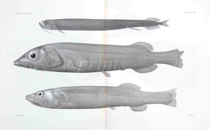 ALEPOCEPHALUS, NARCETES - Garman deep sea fish print