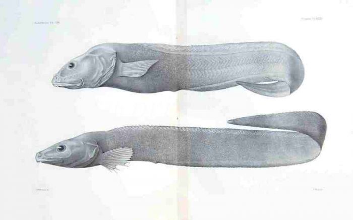 THE TWOLINE EELPOUT - BOTHROCAROPSIS - Garman deep sea fish print