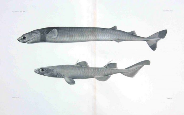 ISISTIUS BRASILIENSIS - Garman deep sea fish print